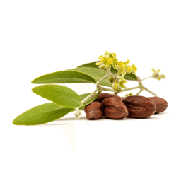 Zeige Details für Jojoba Öl Bio Bild von Jojoba Öl Bio