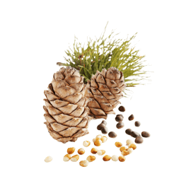 Zeige Details für Zedernholz, Himalaya, 100% rein ätherisches Öl Bild von Zedernholz, Himalaya, 100% rein ätherisches Öl