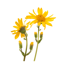 Zeige Details für Arnika Öl Bio , Basis: Olivenöl Bild von Arnika Öl Bio , Basis: Olivenöl