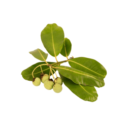 Zeige Details für Calophyllumöl Bio Bild von Calophyllumöl Bio