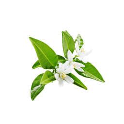 Zeige Details für Petit Grain , 100% rein ätherisches Öl Bild von Petit Grain , 100% rein ätherisches Öl