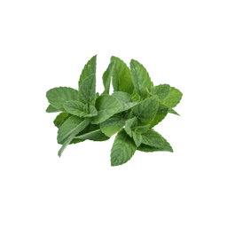Zeige Details für Pfefferminze Bio , 100% rein ätherisches Öl Bild von Pfefferminze Bio , 100% rein ätherisches Öl
