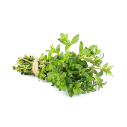 Zeige Details für Thymian, hell DAB6 , 100% rein ätherisches Öl Bild von Thymian, hell DAB6 , 100% rein ätherisches Öl