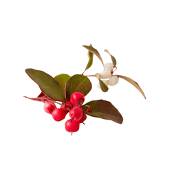 Zeige Details für Wintergrünöl  , 100% rein ätherisches Öl Bild von Wintergrünöl  , 100% rein ätherisches Öl