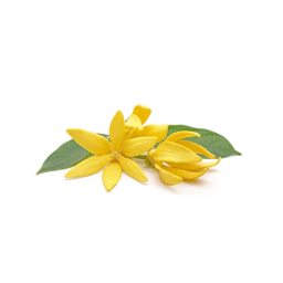 Zeige Details für Ylang Ylang Bio , 100% rein ätherisches Öl Bild von Ylang Ylang Bio , 100% rein ätherisches Öl