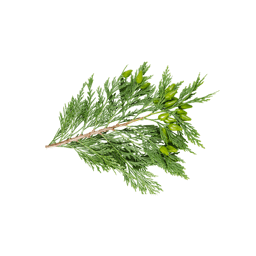 Zeige Details für Zypresse , 100% rein ätherisches Öl Bild von Zypresse , 100% rein ätherisches Öl