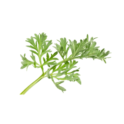 Zeige Details für Wermutöl Bild von Wermutöl