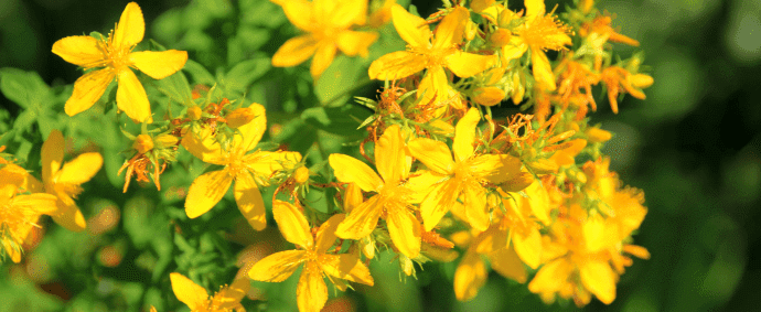Johanniskraut – die Sonnenpflanze für Wohlbefinden und Balance Johanniskraut – die Sonnenpflanze für Wohlbefinden und Balance