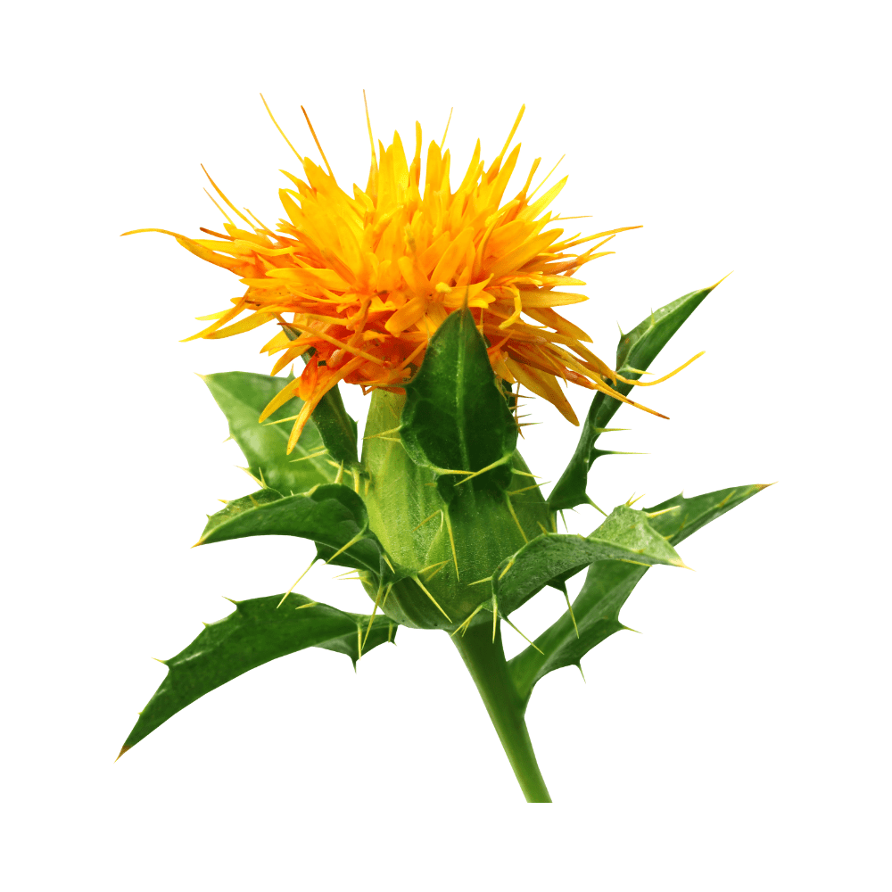 Bild von Distelöl PREMIUM Bio