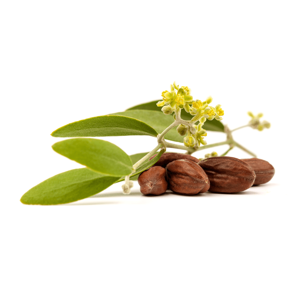 Bild von Jojoba Öl Bio