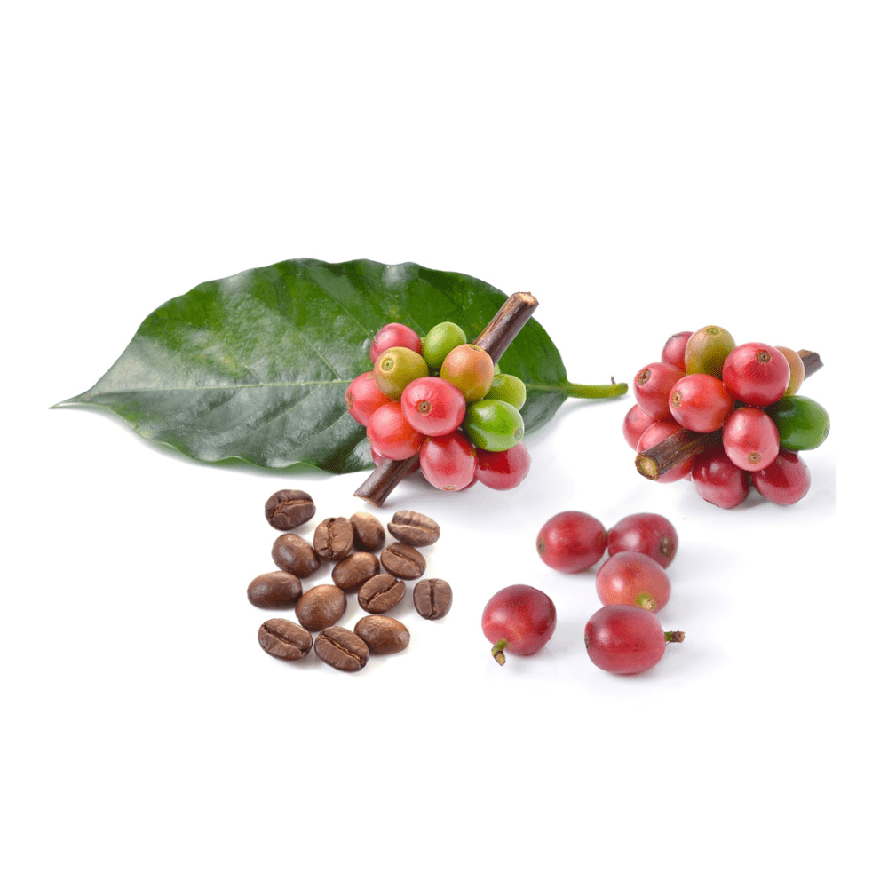 Bild von Kaffee Öl geröstet Bio