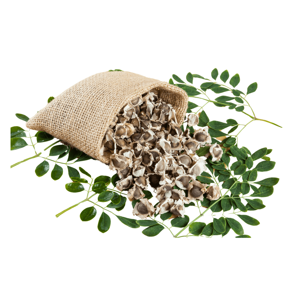 Bild von Moringa Öl Bio