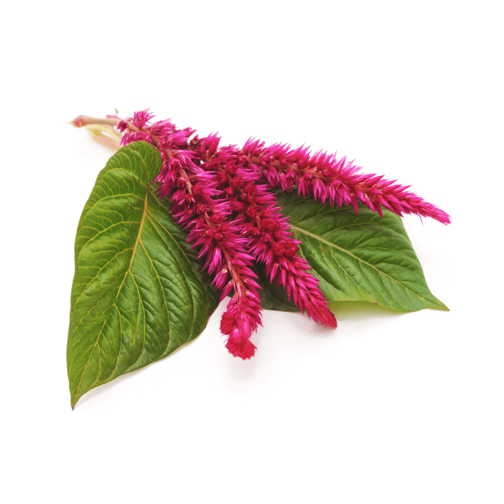 Bild von Amaranth Extrakt , Oxystorm®
