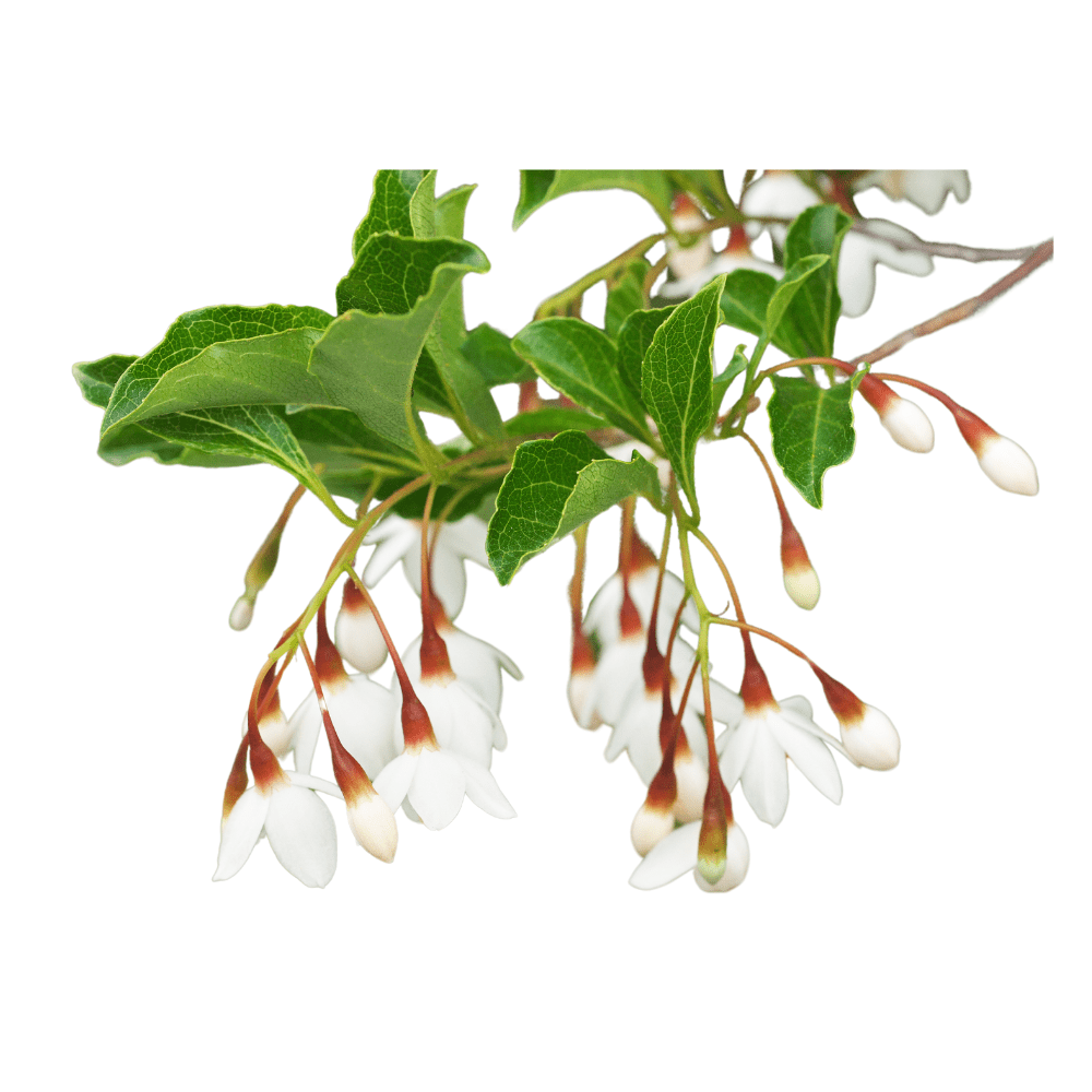 Bild von Benzoe Absolue, Styrax benzoin gum extract