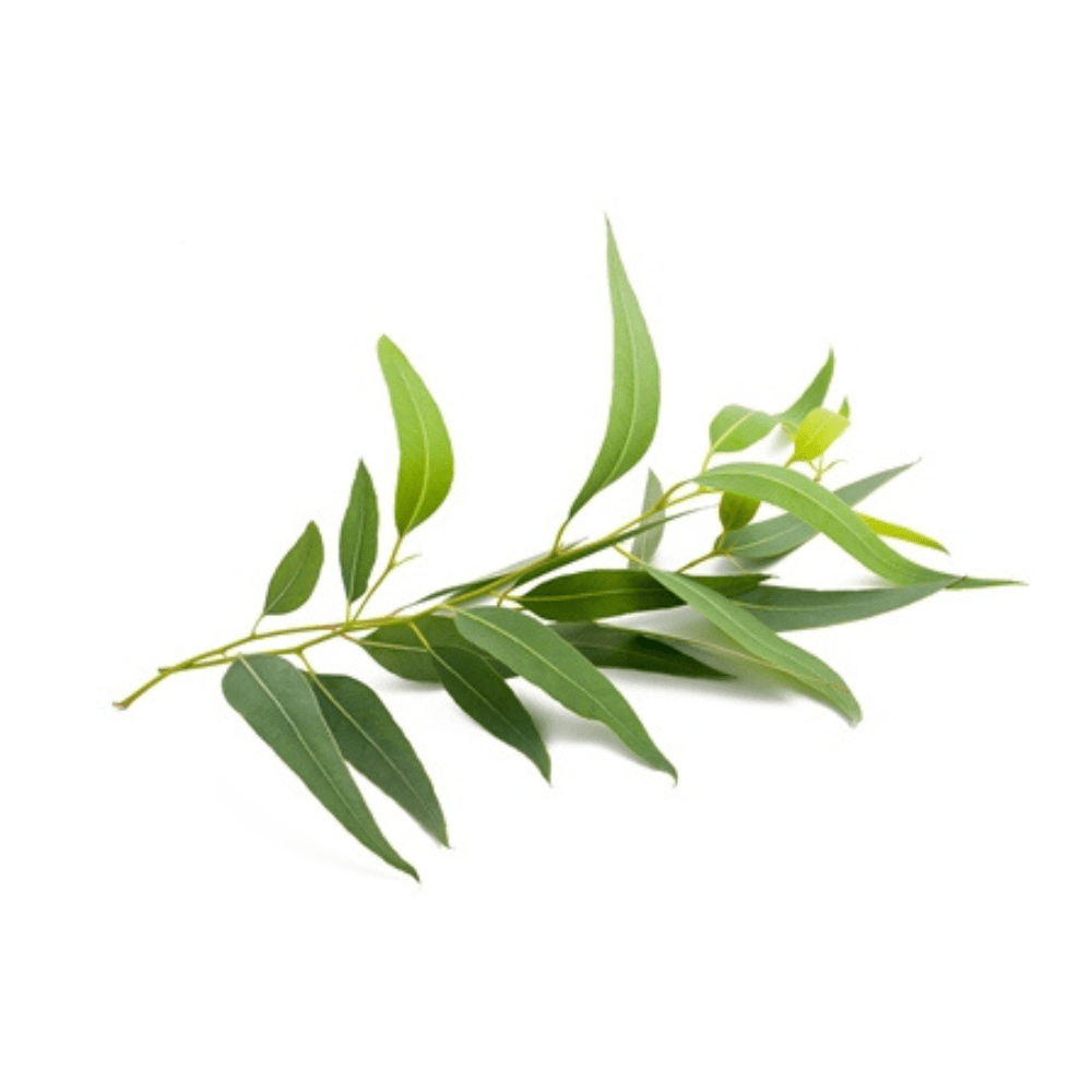 Bild von Eucalyptus-Citriodora , 100% rein ätherisches Öl
