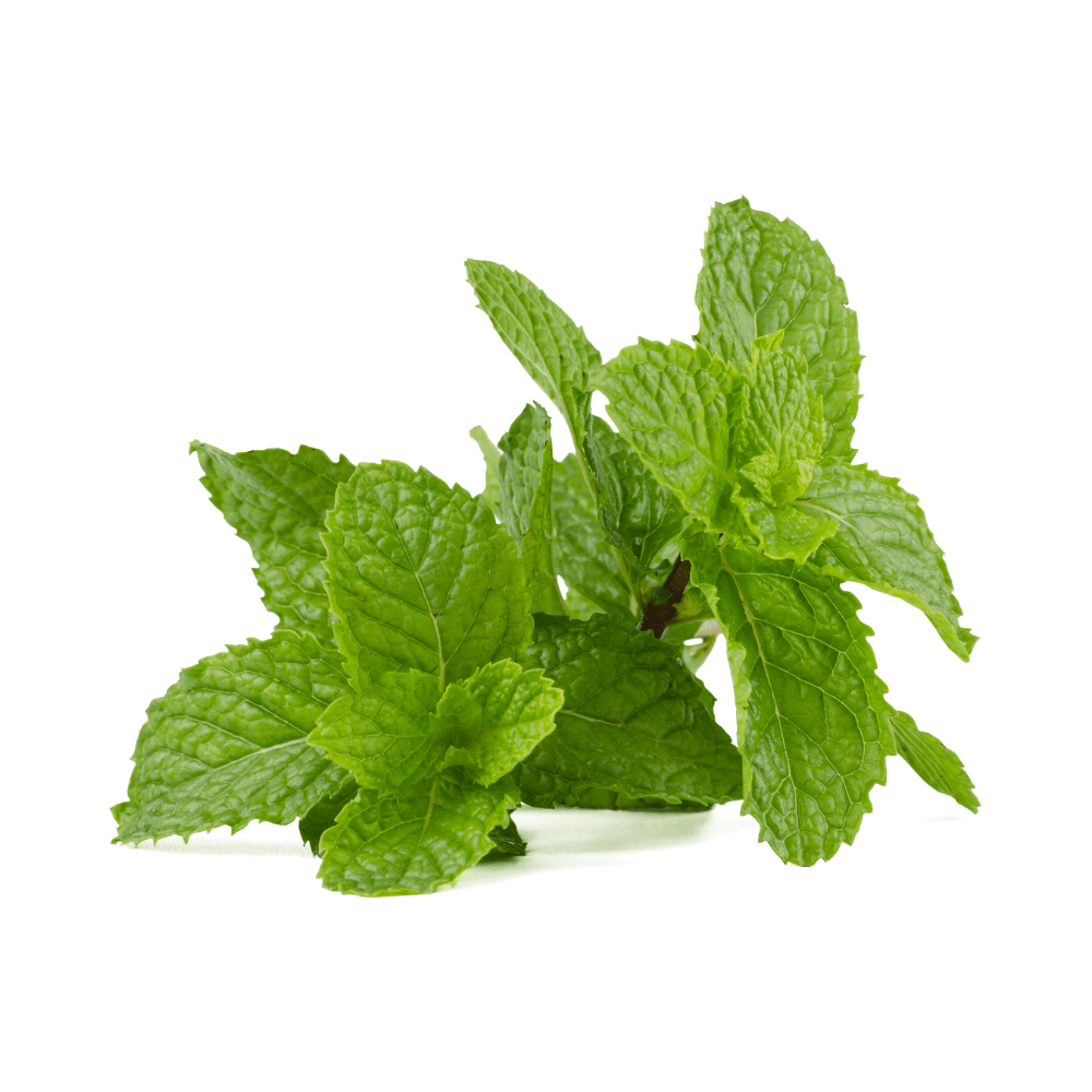 Bild von Krause Minze (Spearmint) , 100% rein ätherisches Öl