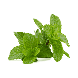 Zeige Details für Krause Minze (Spearmint) , 100% rein ätherisches Öl Bild von Krause Minze (Spearmint) , 100% rein ätherisches Öl