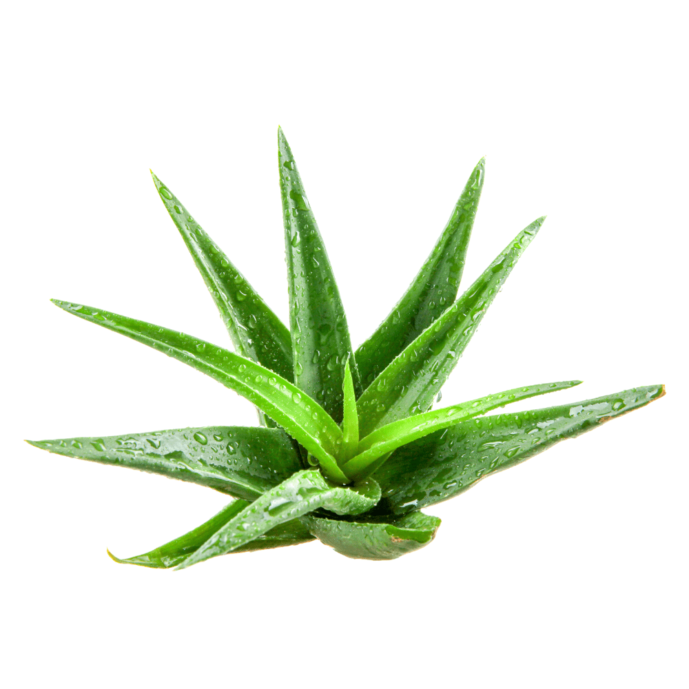 Bild von Aloe Vera Öl Bio