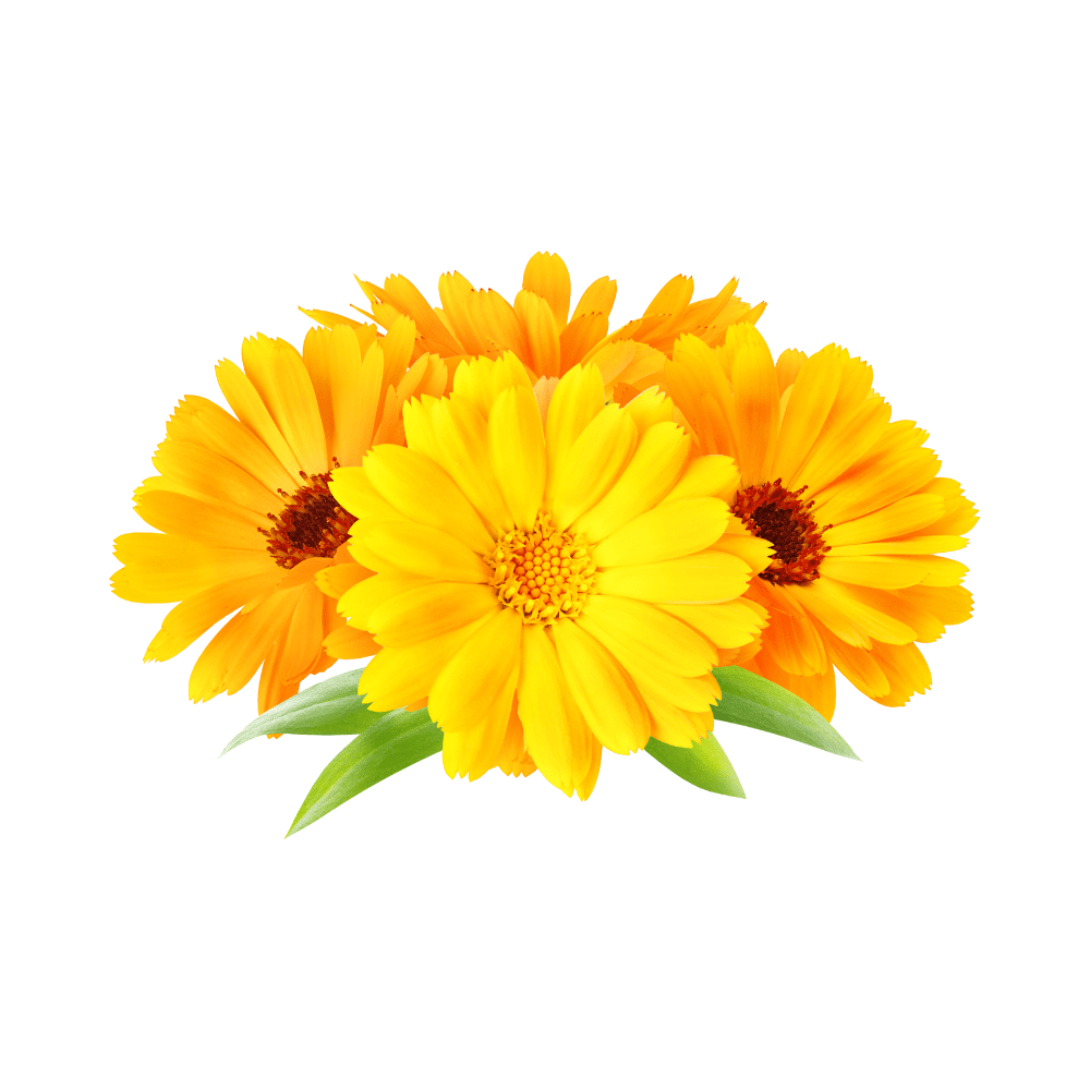 Bild von Calendula Öl