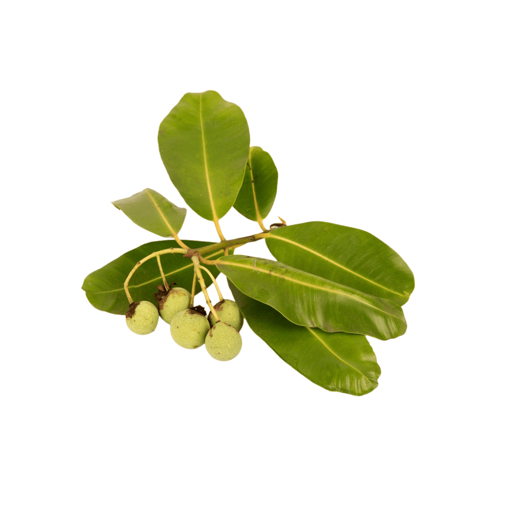 Bild von Calophyllumöl Bio