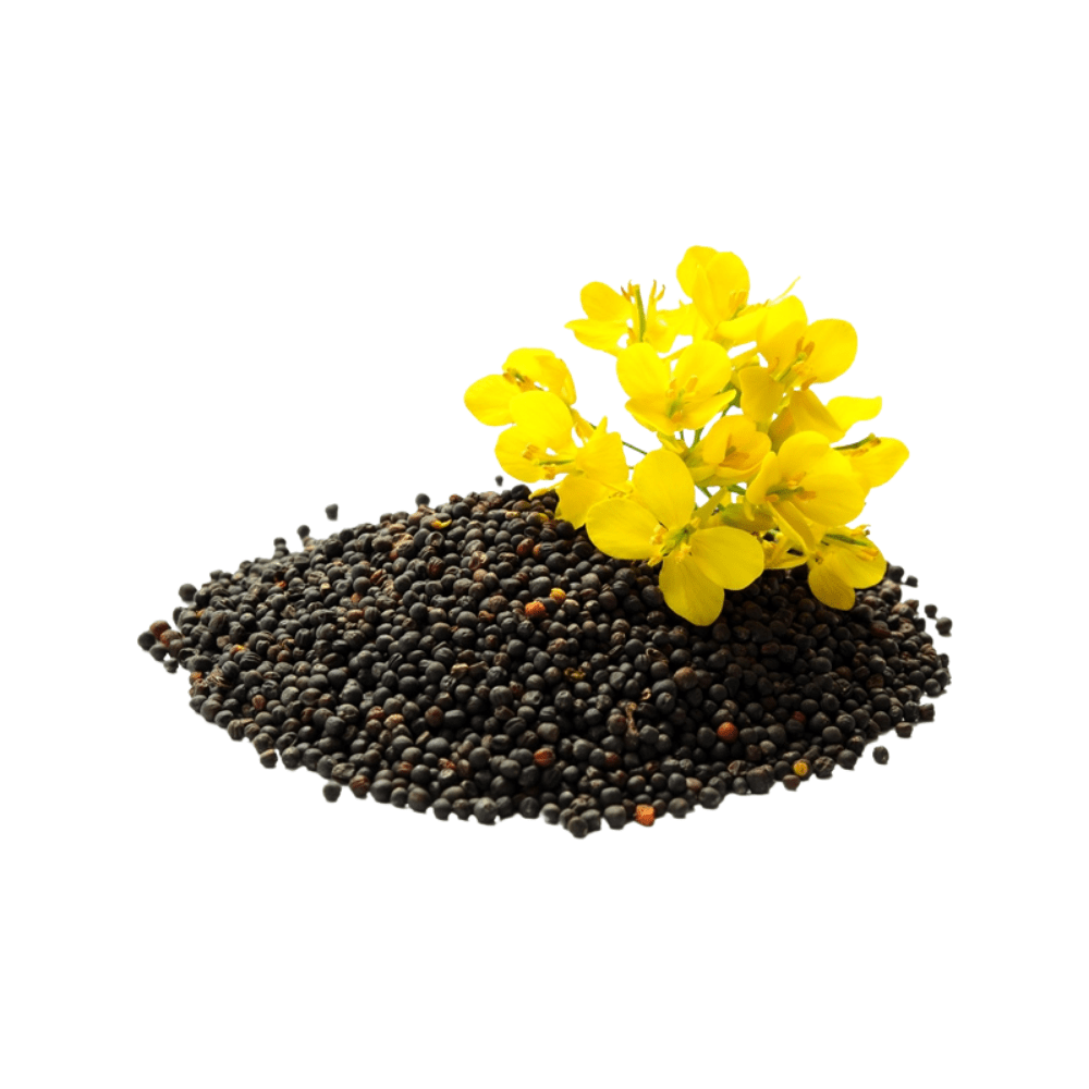 Bild von Rapsöl PREMIUM Bio