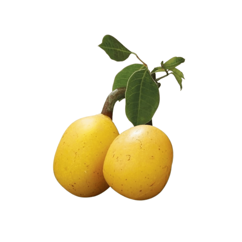Bild von Marula Öl Bio