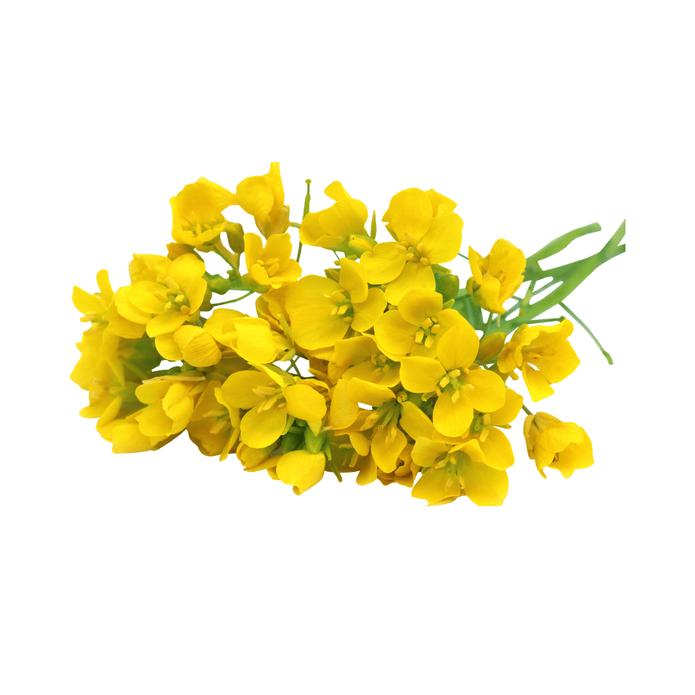 Bild von Senföl PREMIUM Bio