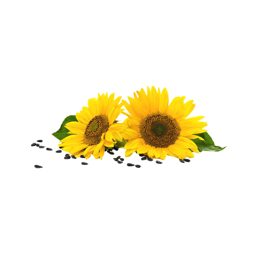 Bild von Sonnenblumenöl Bio