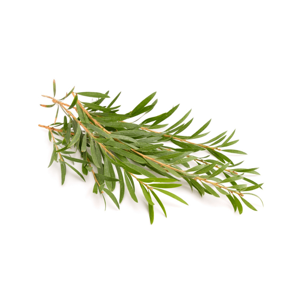 Bild von Teebaum  , 100% rein ätherisches Öl