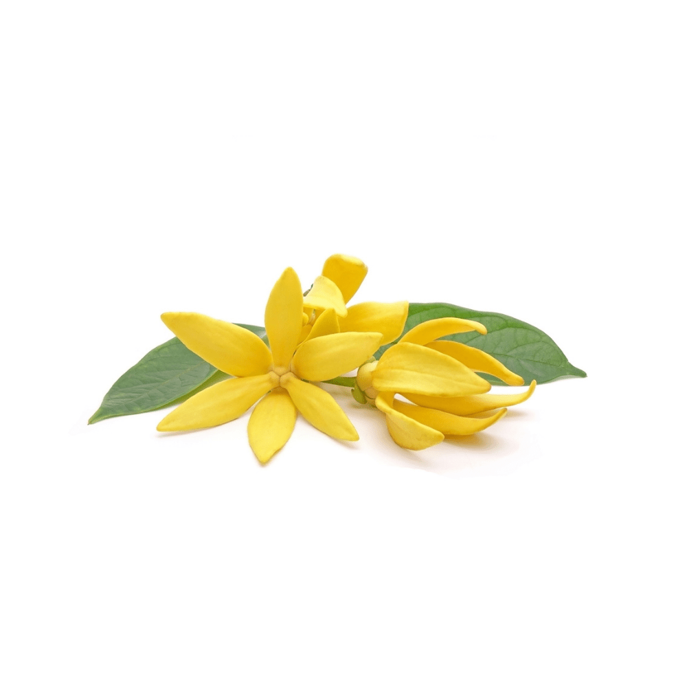 Bild von Ylang Ylang Bio , 100% rein ätherisches Öl