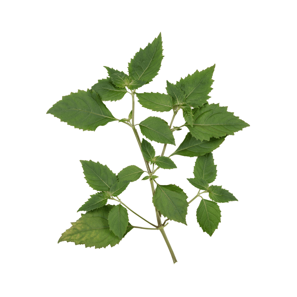 Bild von Patchouli , 100% rein ätherisches Öl