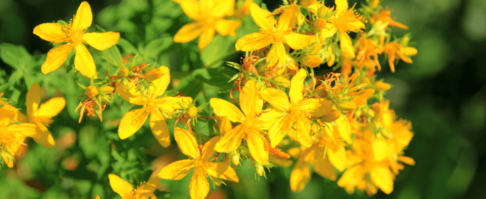 Johanniskraut – die Sonnenpflanze für Wohlbefinden und Balance